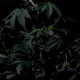 Blue Dream flower