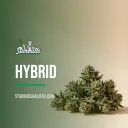 Hybrid