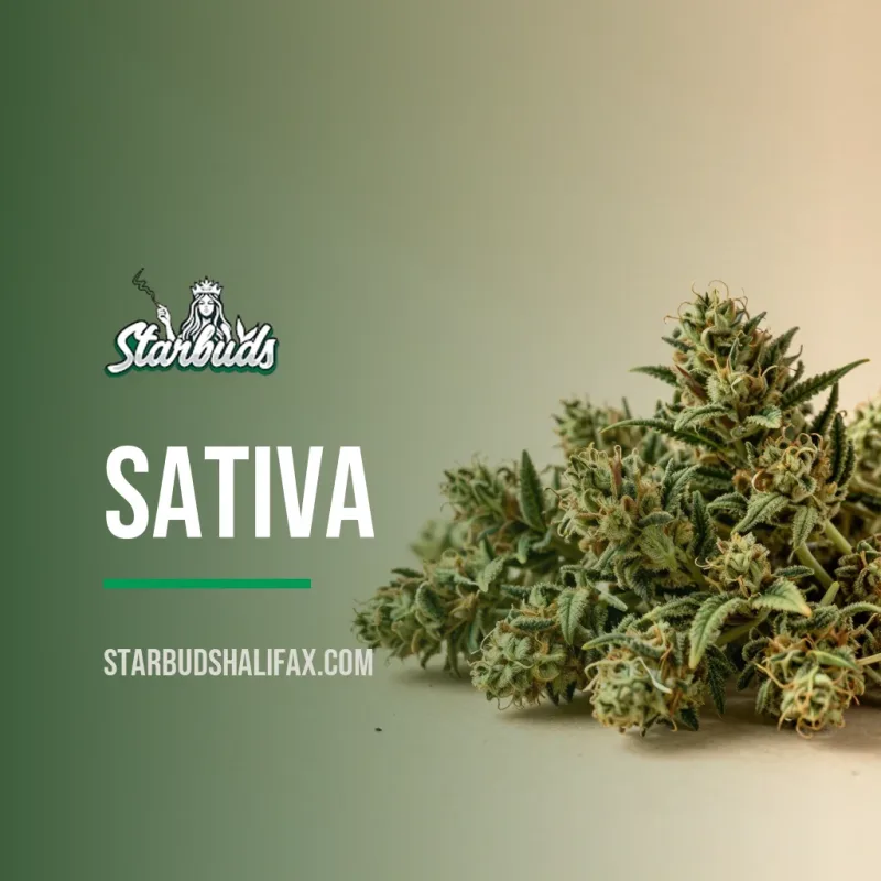 Sativa